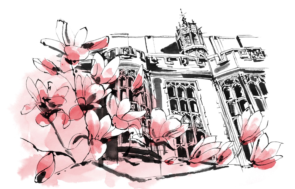 Illustration of pink magnolias and the side of the law school.